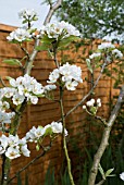 BLOSSOM ON PYRUS COMMUNIS WILLIAM BON CHRETIEN