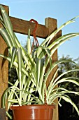 CHLOROPHYTUM ELATUM VARIEGATUM,  SPIDER PLANT.