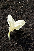 ALBINO BROAD BEAN SEEDLING