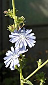 CICHORIUM INTYBUS,  CHICORY FLOWER.