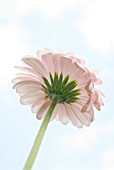 GERBERA JAMESONII