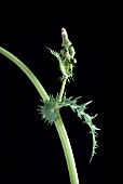 SOW-THISTLE, SONCHUS ASPER