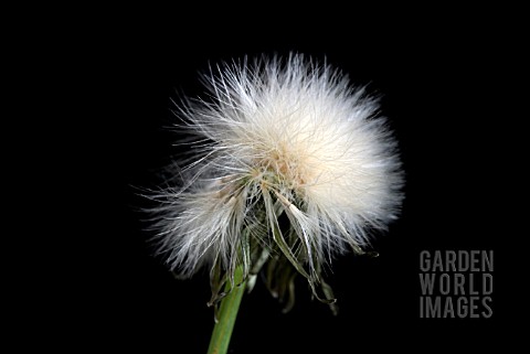 SEEDHEAD_OF_PRICKLY_SOWTHISTLE_SONCHUS_ASPER