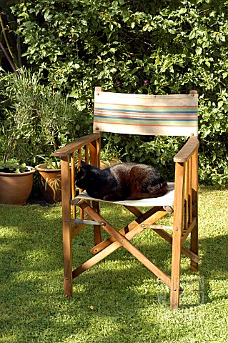 CAT_SITTING_ON_CHAIR_IN_DAPPLED_SHADE