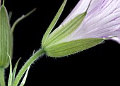 GERANIUM ENDRESSII