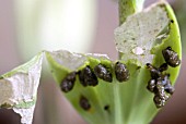 LILY BEETLE GRUBS