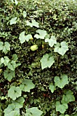 PUMPKIN IRONBARK,  TENDRIL CLIMBING