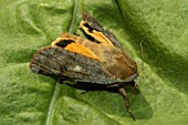 LARGE YELLOW UNDERWING MOTH, NOCTUA PRONUBA