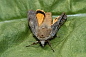 LARGE YELLOW UNDERWING MOTH, NOCTUA PRONUBA