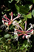 LONICERA HONEYSUCKLE, HOVERFLY