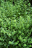 MELISSA OFFICINALIS,  LEMON BALM.
