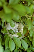 CARDUELIS  CANNABINA  (LINNET) NEST WITH EGGS