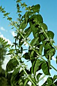 OCIMUM BASILICUM,  BASIL IN FLOWER.