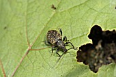 OTIORHYNCHUS SULCATUS, VINE WEEVIL