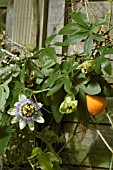 PASSIFLORA CAERULEA,  PASSION FLOWER AND FRUIT.