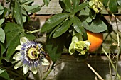 PASSIFLORA CAERULEA, PASSION FLOWER AND FRUIT