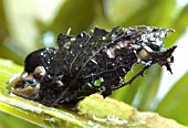 PHRYGANEIDAE LARVA CASE, CADDISFLY LARVA CASE