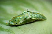 PIERIS BRASSICAE PUPA, PUPA OF LARGE WHITE BUTTERFLY