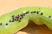 BRUCHUS RUFIMANUS, BROAD BEAN WEEVILS HATCHING