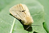 SPILOSOMA LUTEUM, BUFF ERMINE MOTH