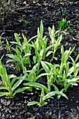 SPRING SHOOTS OF CROCOSMIA