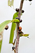 LARVAE OF LILIOCERIS LILII