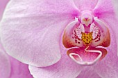 PHALAENOPSIS, MOTH ORCHID