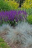 FESTUCA BLAUGLUT