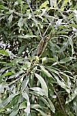 FRUIT RIPENING ON PYRUS SALICIFOLIA PENDULA, WILLOW-LEAVED PEAR