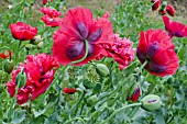 PAPAVER ORIENTALE