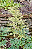 RODGERSIA NEPALENSIS