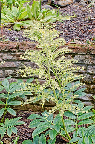 RODGERSIA_NEPALENSIS