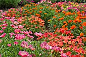 ESCHSCHOLZIA CALIFORNICA JELLY BEANS