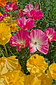 ESCHSCHOLZIA CALIFORNICA JELLY BEANS