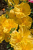 ESCHSCHOLZIA CALIFORNICA JELLY BEANS