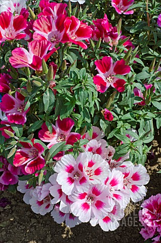 CLARKIA_AMOENA_DWARF_MIXED