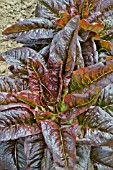 LACTUCA SATIVA RELIC