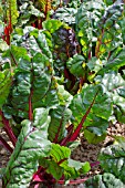 SWISS CHARD FANTASY F1 HYBRID