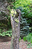 SHOOTS GROWING FROM THE TRUNK OF AN OLD SEQUOIA