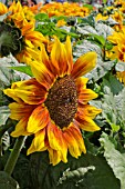 HELIANTHUS ANNUS  BICENTENARY