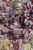 SALAD LEAVES, BEET BULLS BLOOD SOLDIER