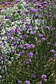 VERBENA BONARIENSIS