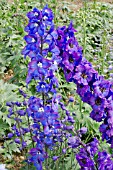 DELPHINIUM PACIFIC GIANTS