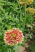 GAILLARDIA PULCHELLA RAZZLE DAZZLE