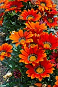 GAZANIA SPLENDENS KISS BRONZE F1 HYBRID