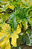 YELLOWING LEAVES ON COURGETTE PLANT