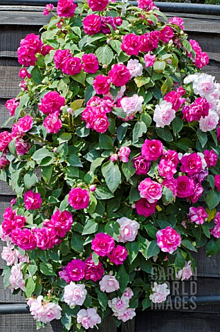 IMPATIENS_WALLERIANA_FIESTA_MIXED