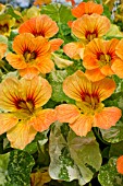 TROPAEOLUM MAJUS ALASKA APRICOT