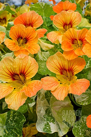 TROPAEOLUM_MAJUS_ALASKA_APRICOT