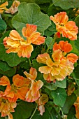 TROPAEOLUM MAJUS DOUBLE DELIGHT APRICOT